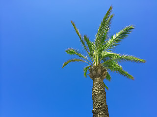 Image showing Palm tree on blue sky background