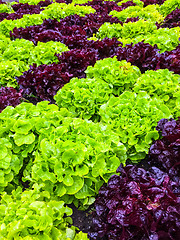 Image showing Green and red lettuce in the summer garden