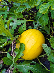 Image showing Yellow melon growing in the field