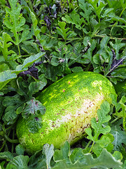 Image showing Watermelon growing in the field