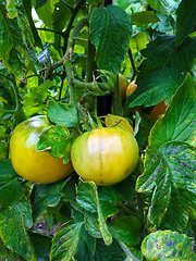 Image showing Tomatoes ripening on a vine