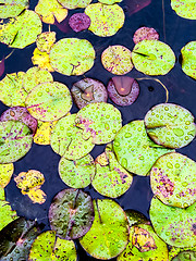 Image showing Water lily leaves in rain drops