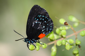 Image showing Eumaeus Atala