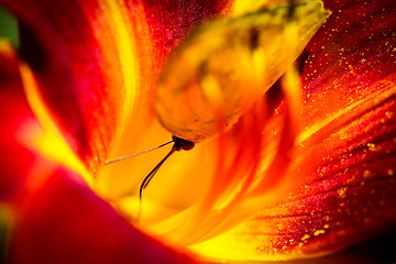 Image showing Cloudless Sulphur Phoebis Sennae