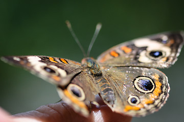 Image showing Common Buckeye Junonia Coenia