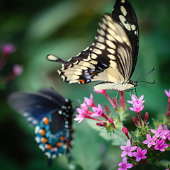 Image showing Giant Swallowtail Papilio Cresphontes