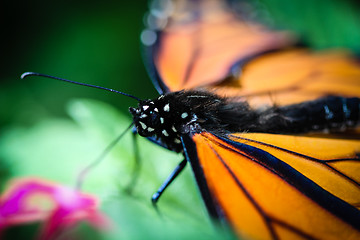 Image showing Monarch Danaus Plexippus