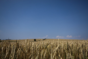 Image showing wheat