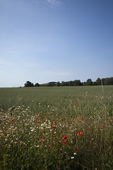 Image showing fields