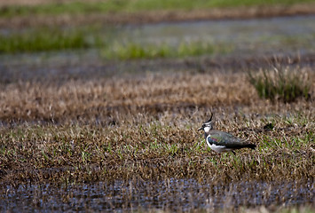 Image showing lapwing