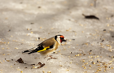 Image showing goldfinch on ice