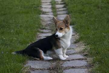 Image showing small corgi