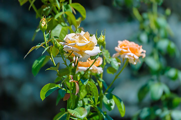 Image showing Yellow  roses