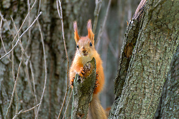 Image showing Squirrel