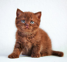 Image showing portrait of british short hair kitten