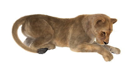 Image showing Female Lion