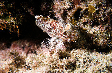 Image showing Scorpion fish at Fuerteventura in the Atlantic ocean. Scorpaena.