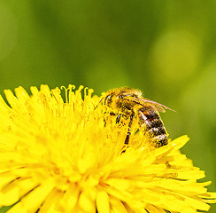 Image showing bee in dandelion