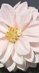 Image showing Pink dahlia