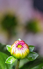 Image showing dahlia bud