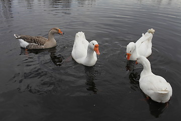 Image showing Domestic geese