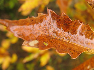 Image showing Autum leave