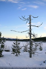 Image showing Dead tree