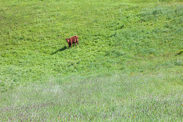 Image showing one brown cow