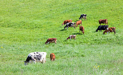 Image showing green meadow and cows