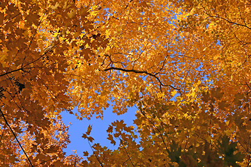 Image showing Colorful maple trees