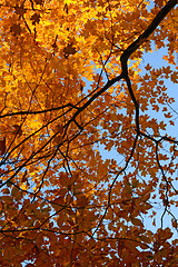 Image showing Colorful autumn trees