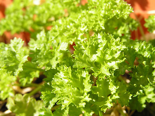 Image showing young parsley