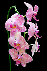 Image showing Pink orchid

