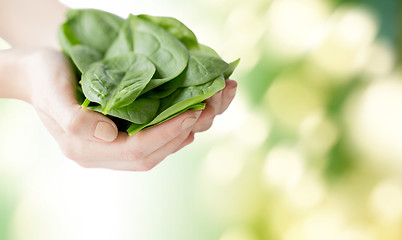 Image showing close up of woman hands holding spinach