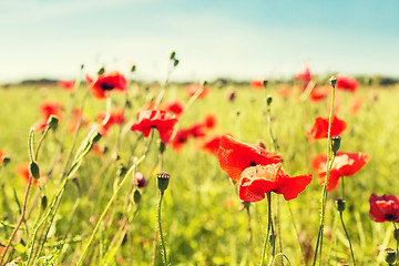 Image showing summer blooming poppy field