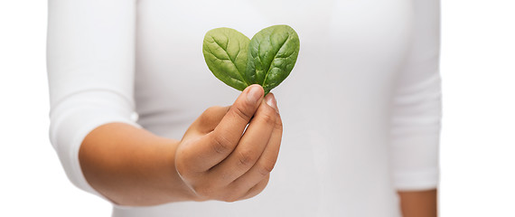 Image showing closeup woman hand with green sprout