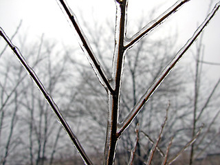 Image showing Ice-covered branch of a tree in the winter