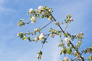 Image showing Apple tree flowers on branches