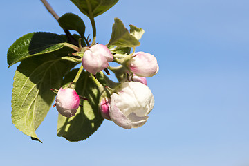 Image showing Apple tree flowers close