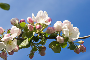 Image showing Apple tree flowers 