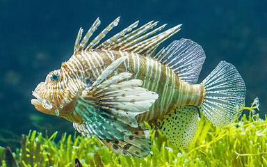 Image showing Pterois volitans, Lionfish