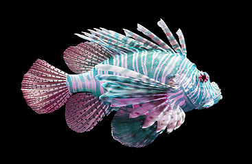 Image showing Pterois volitans, Lionfish - Isolated on black