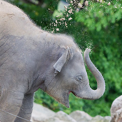 Image showing Baby elephant playing