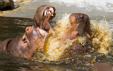 Image showing Two fighting hippos (Hippopotamus amphibius)