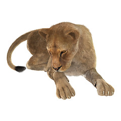 Image showing Female Lion