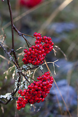 Image showing rowanberries