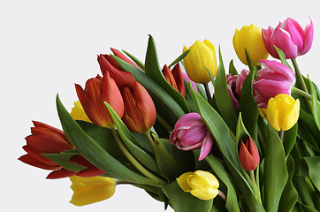Image showing yellow, red and purple tulips on a white