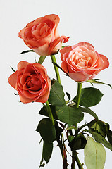 Image showing three pink roses with green leaves