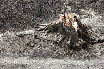 Image showing the stump of a felled tree in park