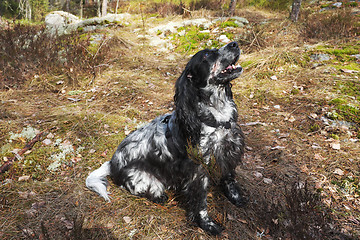 Image showing Spaniel in forest on the hunt